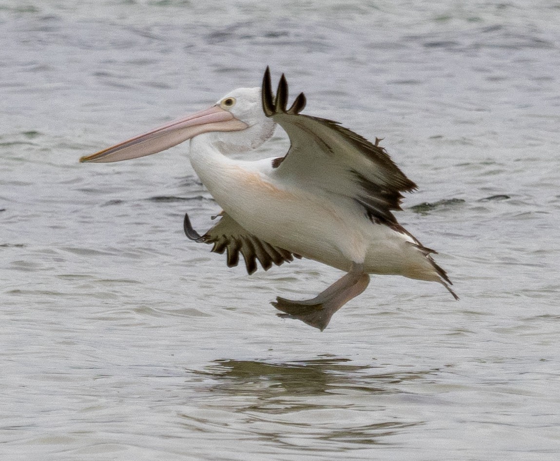 Australian Pelican - Ben Hoffmann