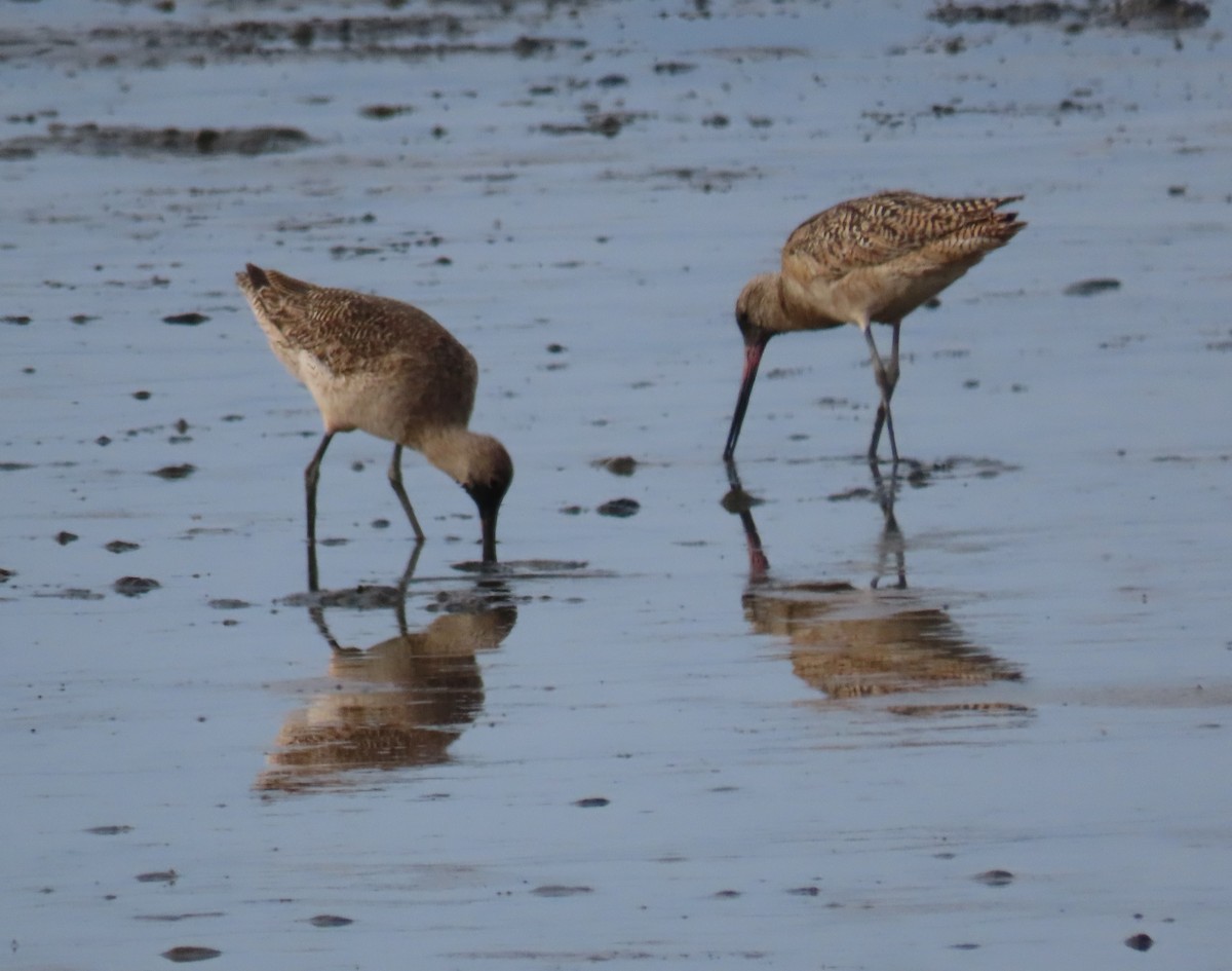 Marbled Godwit - ML620716031