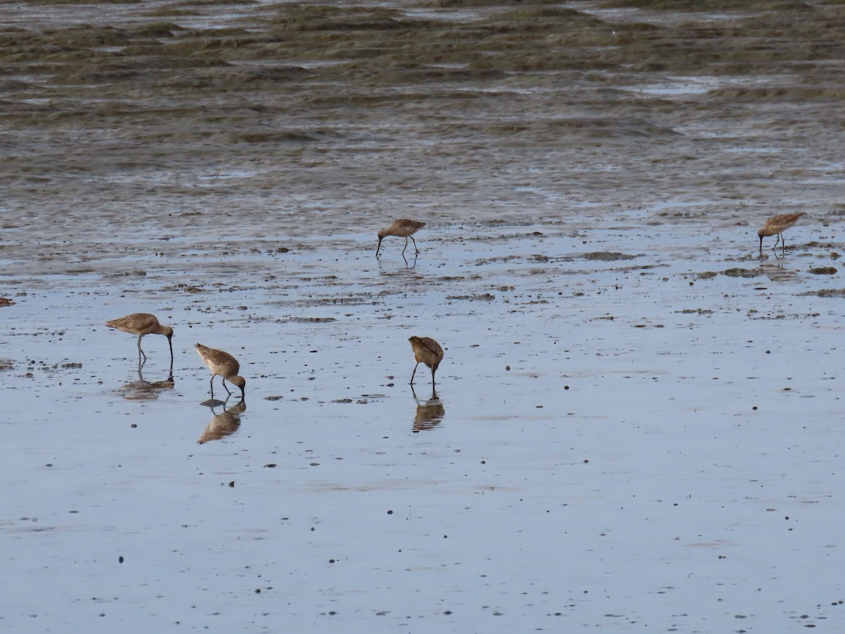 Marbled Godwit - ML620716032