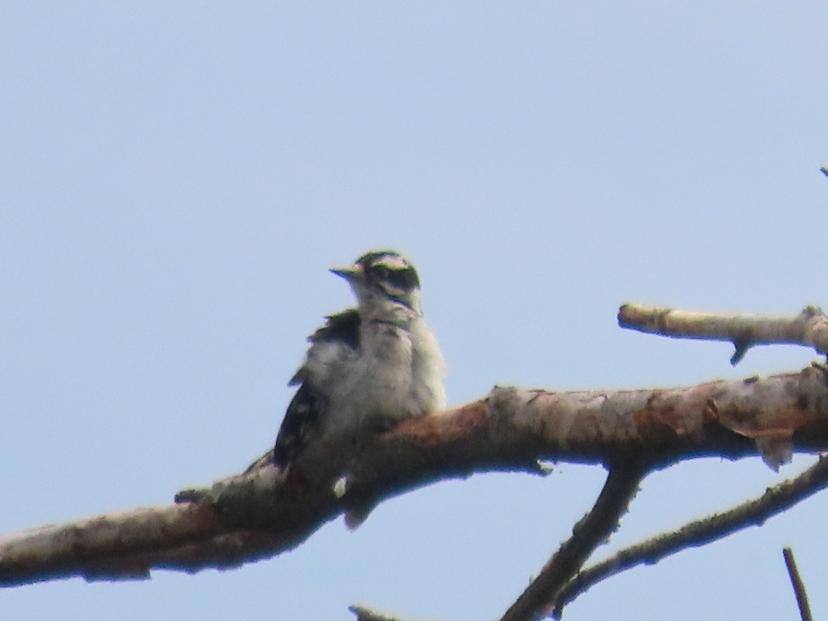 Downy Woodpecker - ML620716039