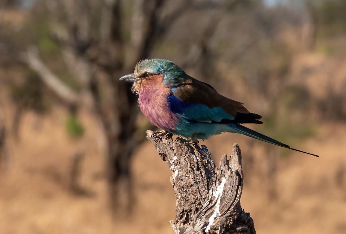 Lilac-breasted Roller - ML620716040