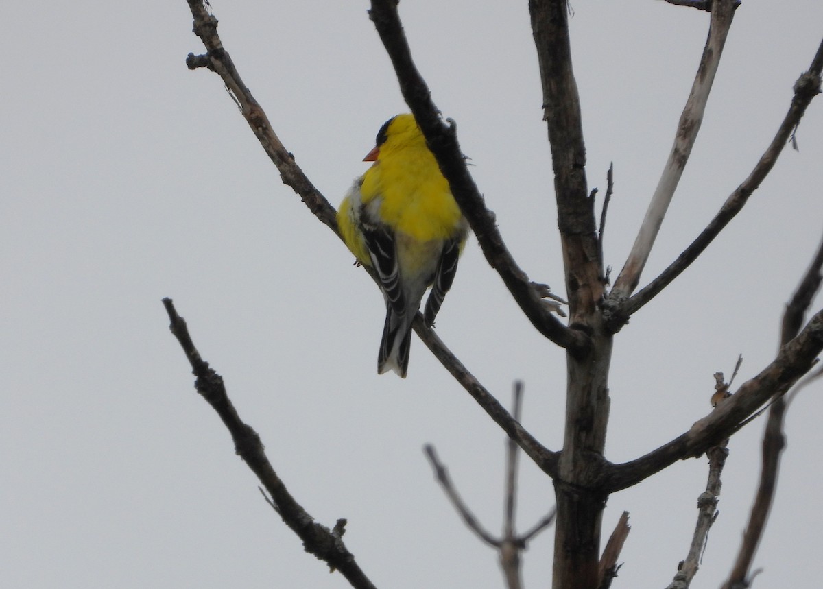 Chardonneret jaune - ML620716050