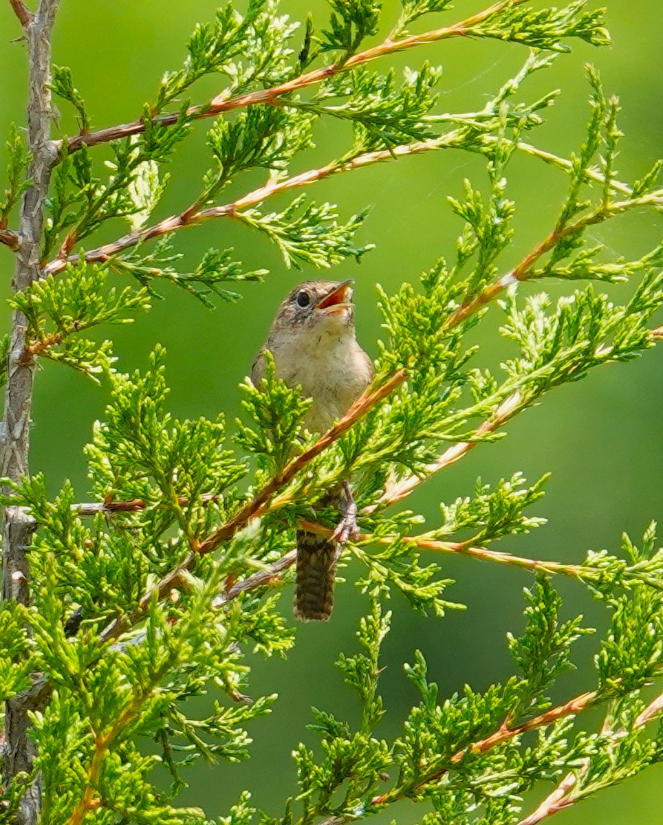 House Wren - ML620716051