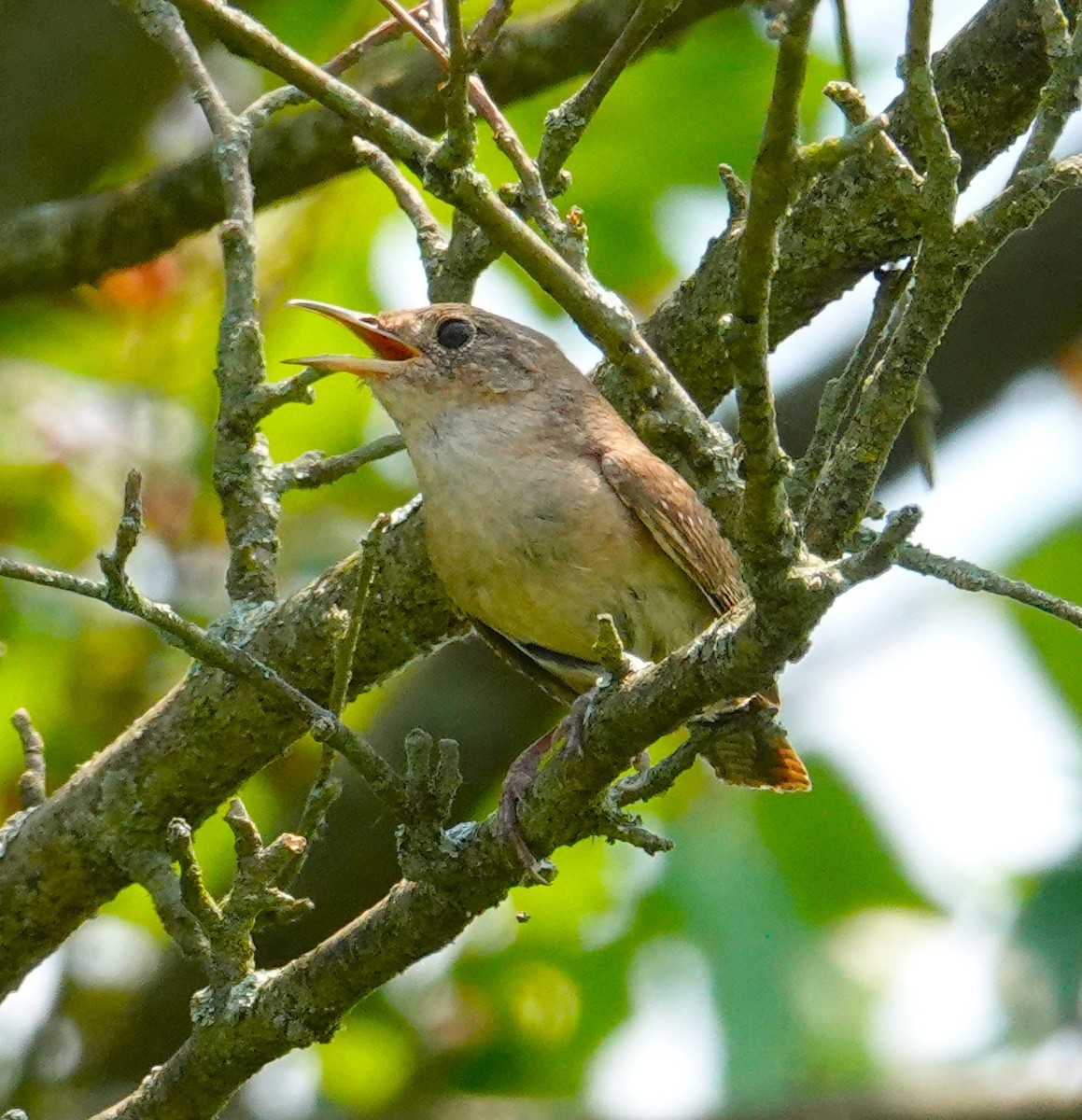 House Wren - Brian Lineaweaver