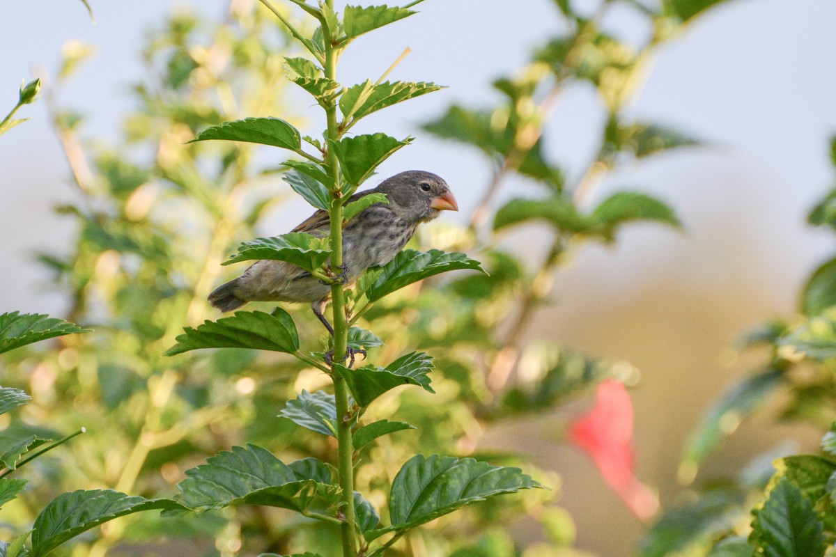 Medium Ground-Finch - ML620716054