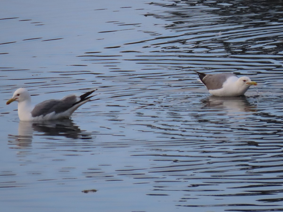 California Gull - ML620716055