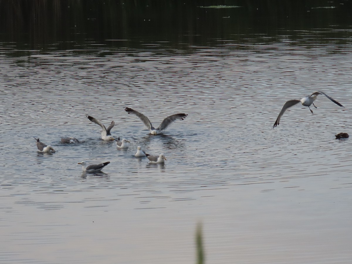 California Gull - ML620716056