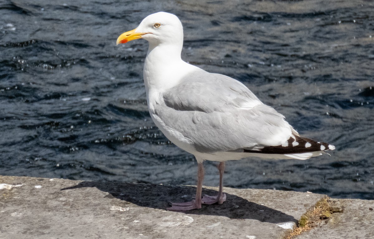 Goéland argenté - ML620716058