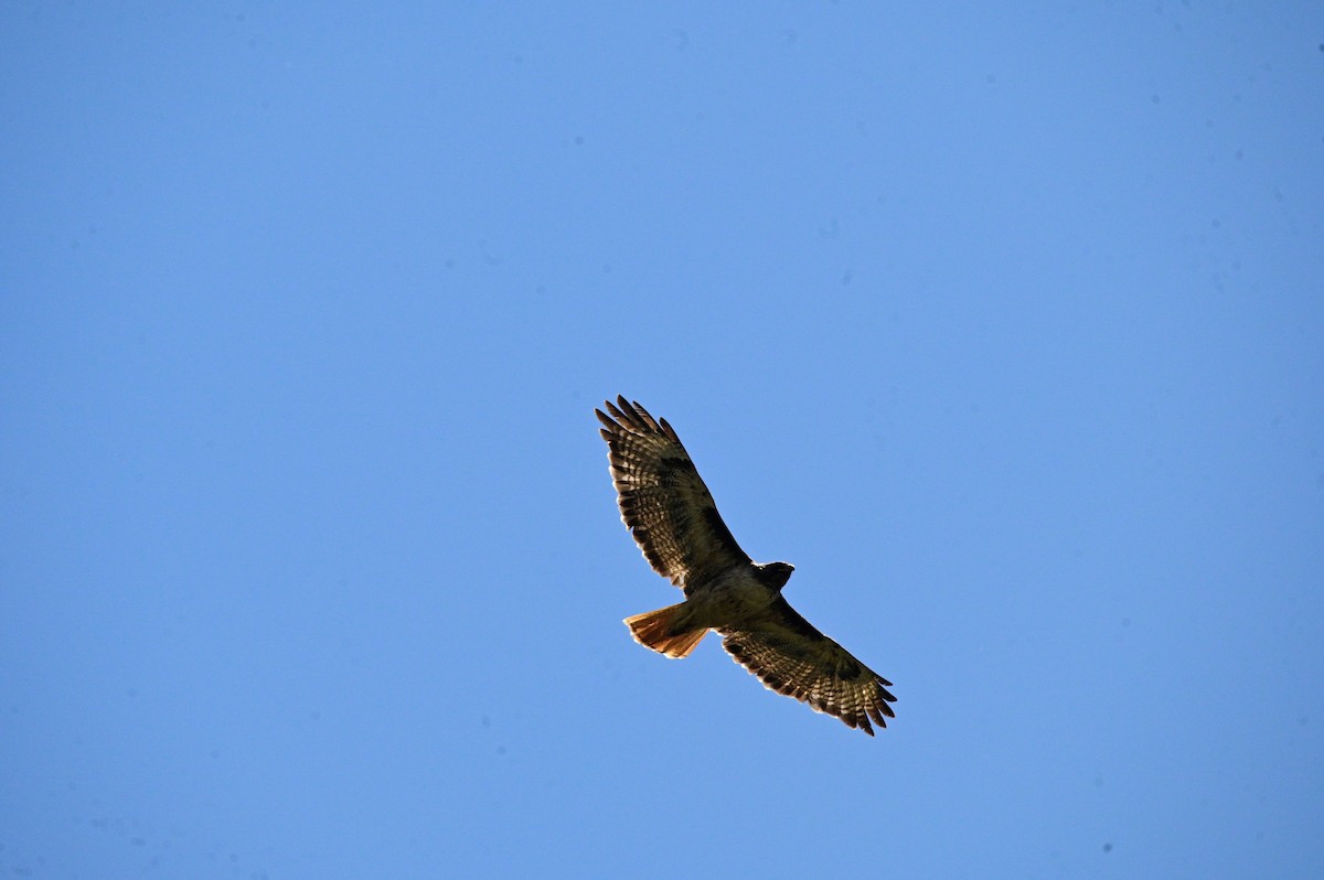 Red-tailed Hawk - ML620716059