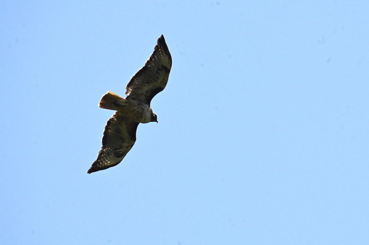 Red-tailed Hawk - ML620716060