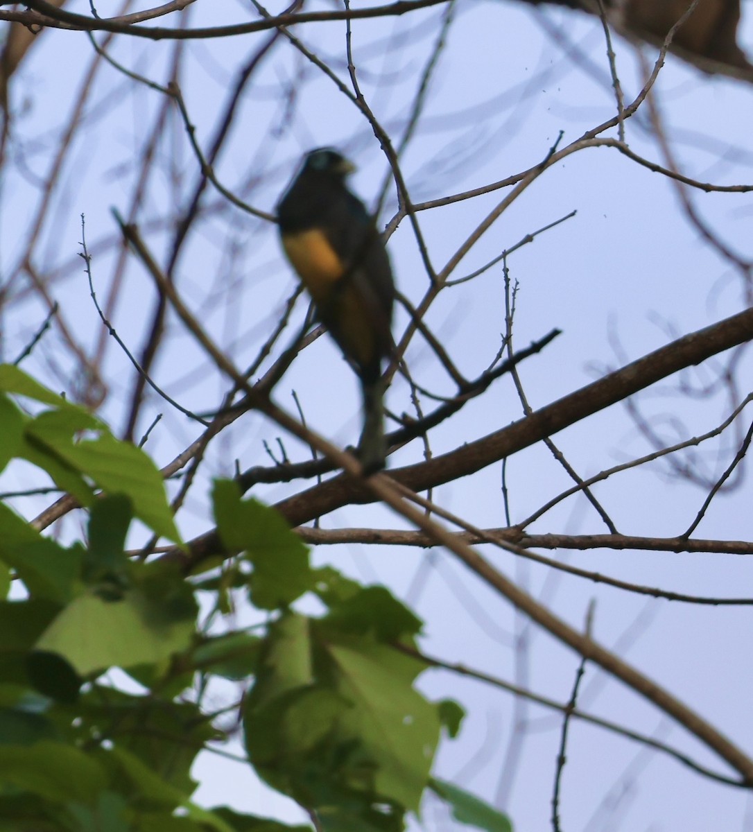 Trogon à tête noire - ML620716061