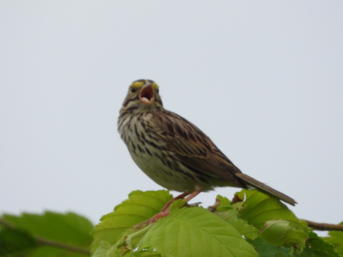 Savannah Sparrow - ML620716063