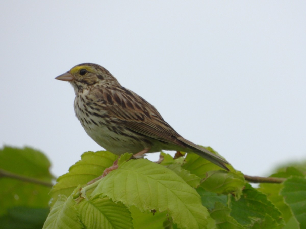 Savannah Sparrow - ML620716064