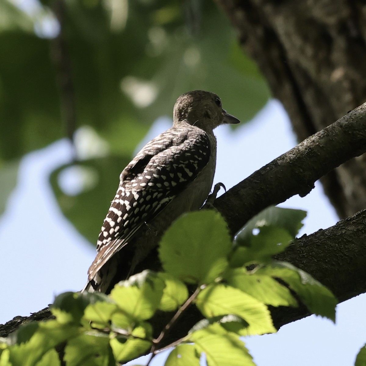 Red-bellied Woodpecker - ML620716065