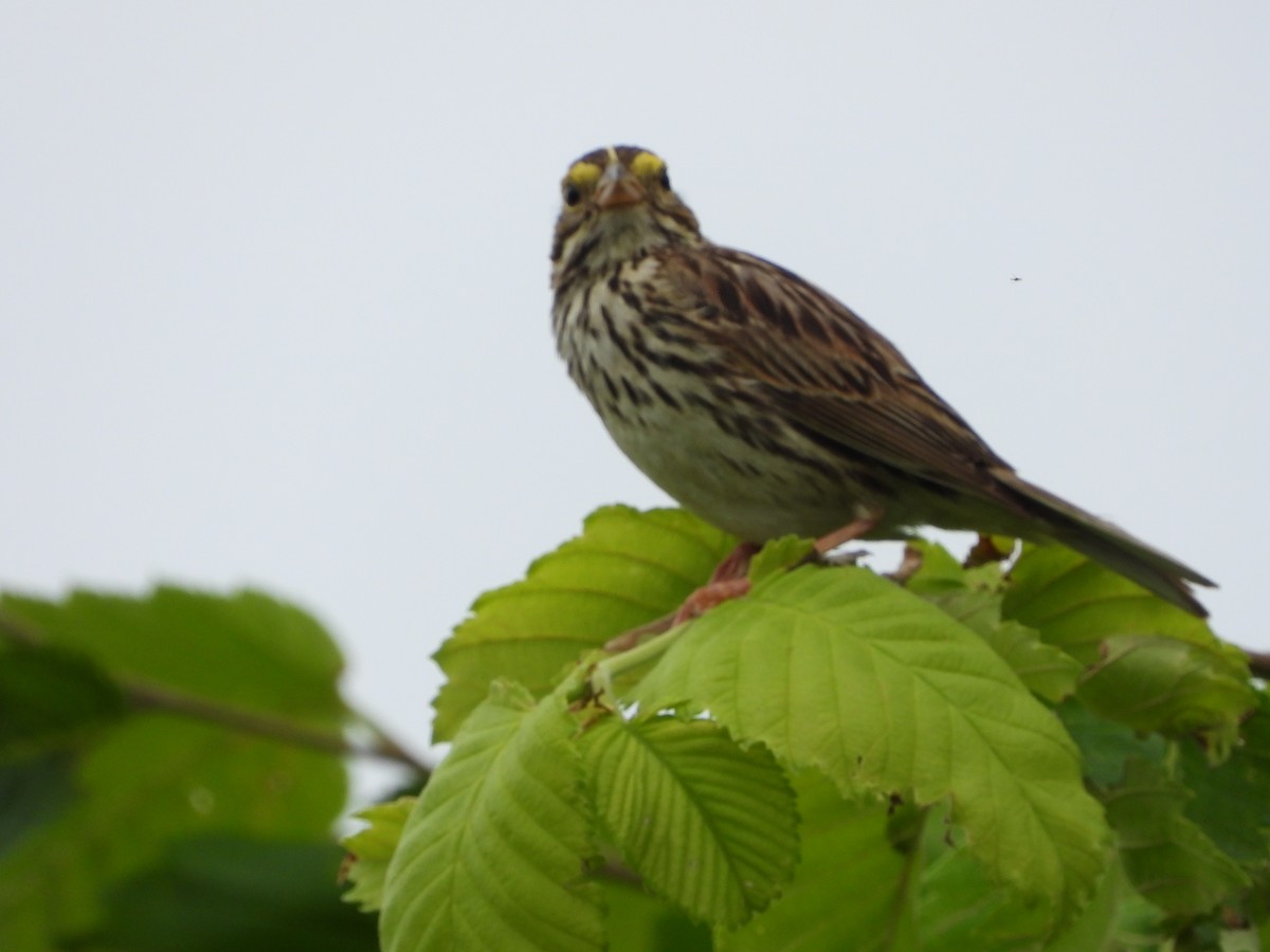 Savannah Sparrow - ML620716066