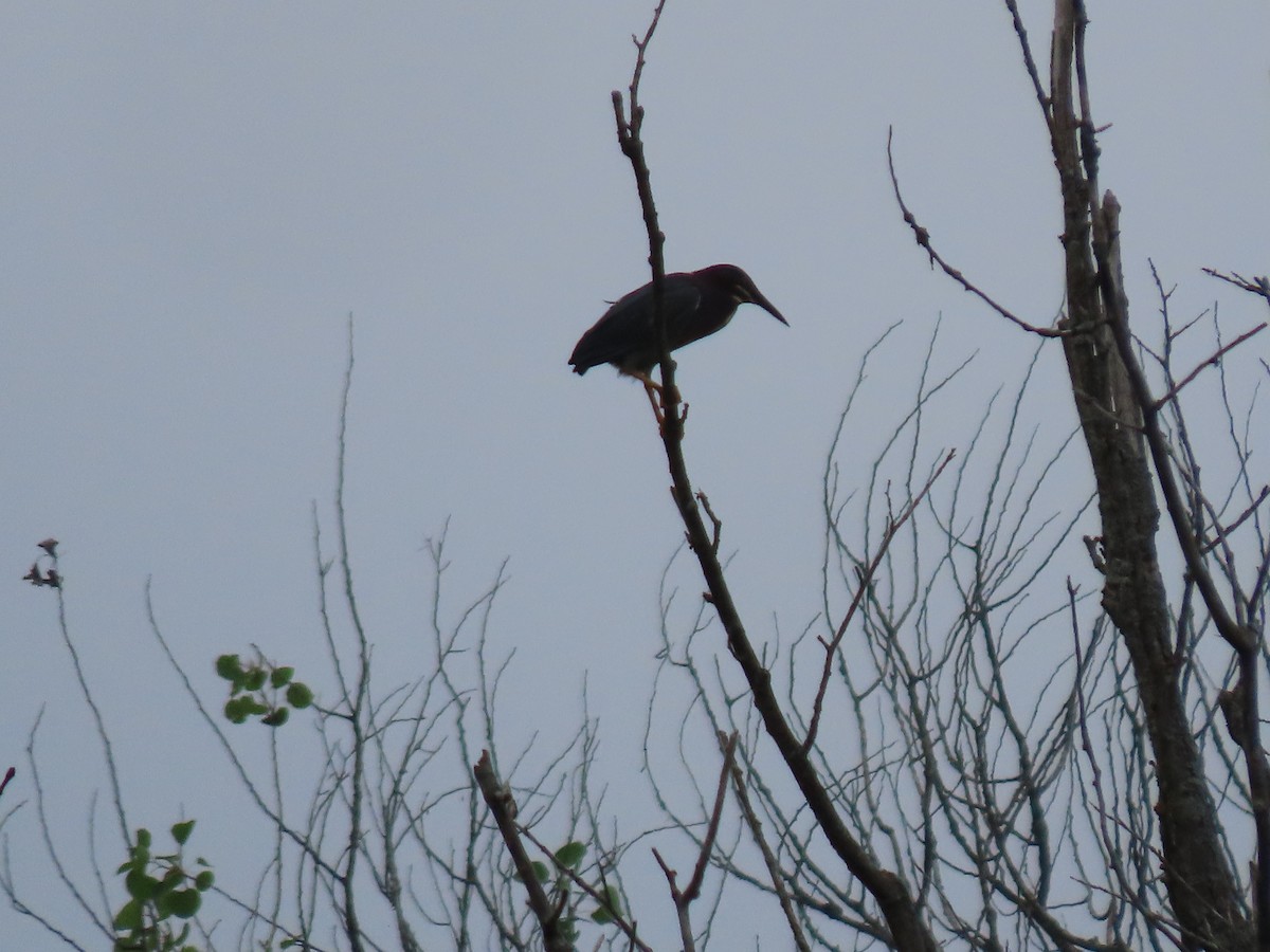 Green Heron - ML620716070