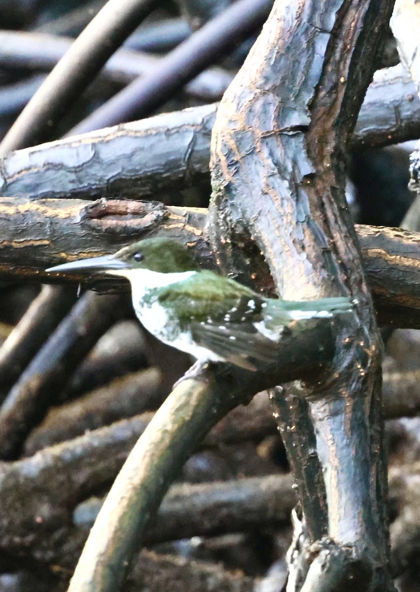 Green Kingfisher - ML620716072