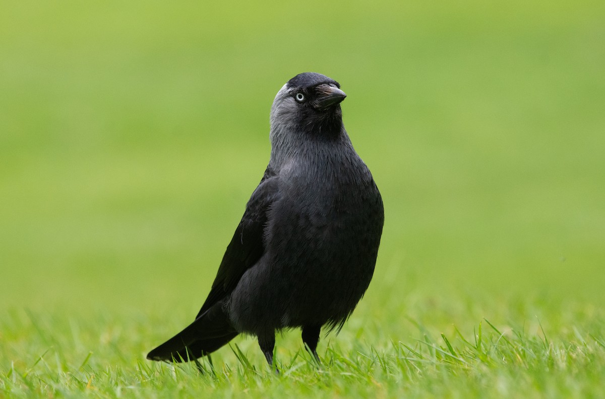 Eurasian Jackdaw - ML620716077
