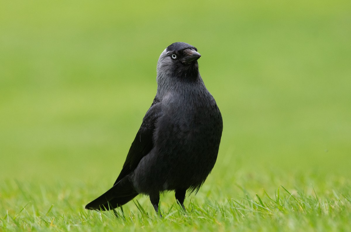 Eurasian Jackdaw - ML620716077