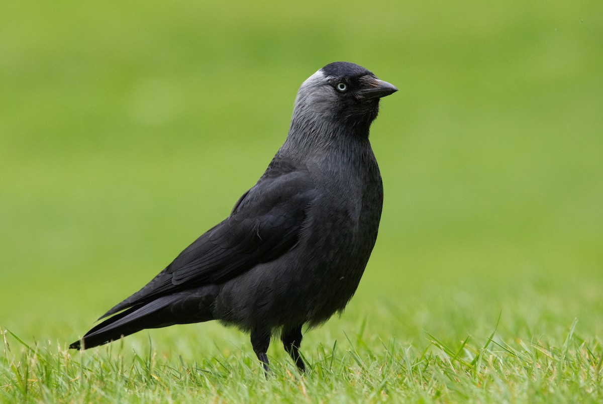 Eurasian Jackdaw - ML620716078