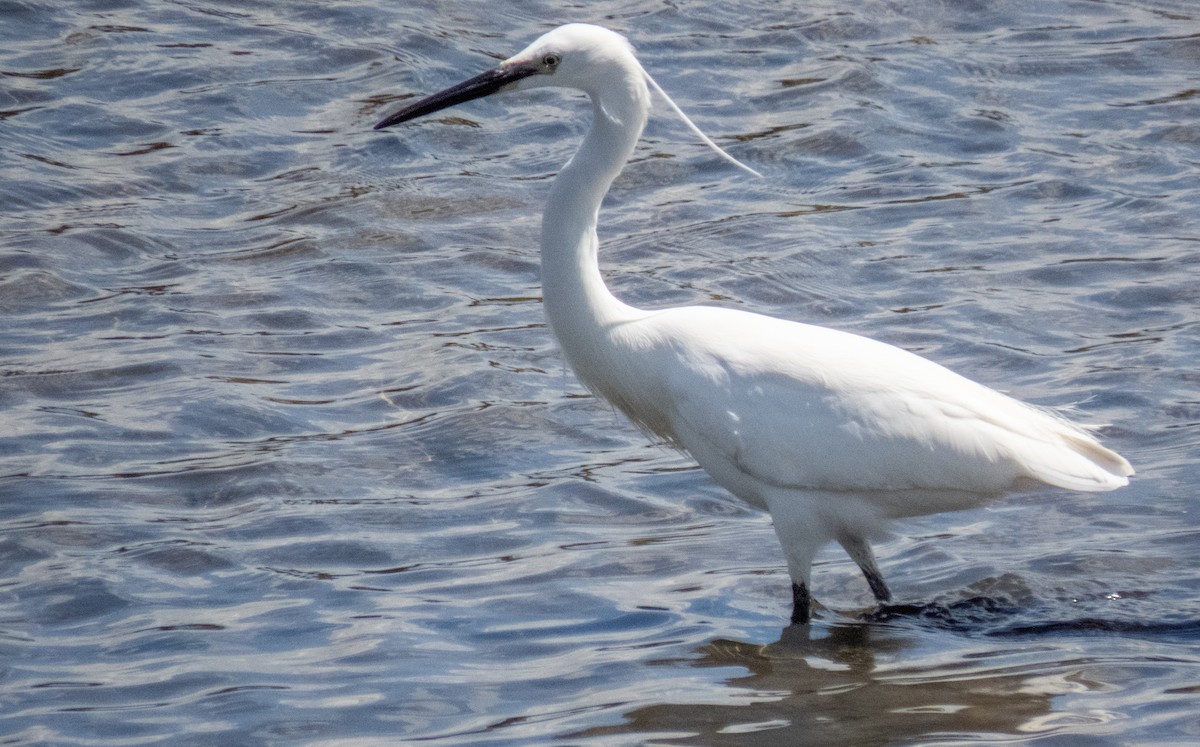 Little Egret - ML620716079