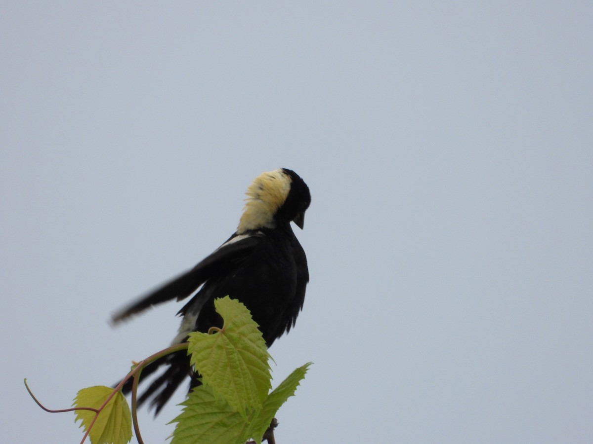 bobolink americký - ML620716080