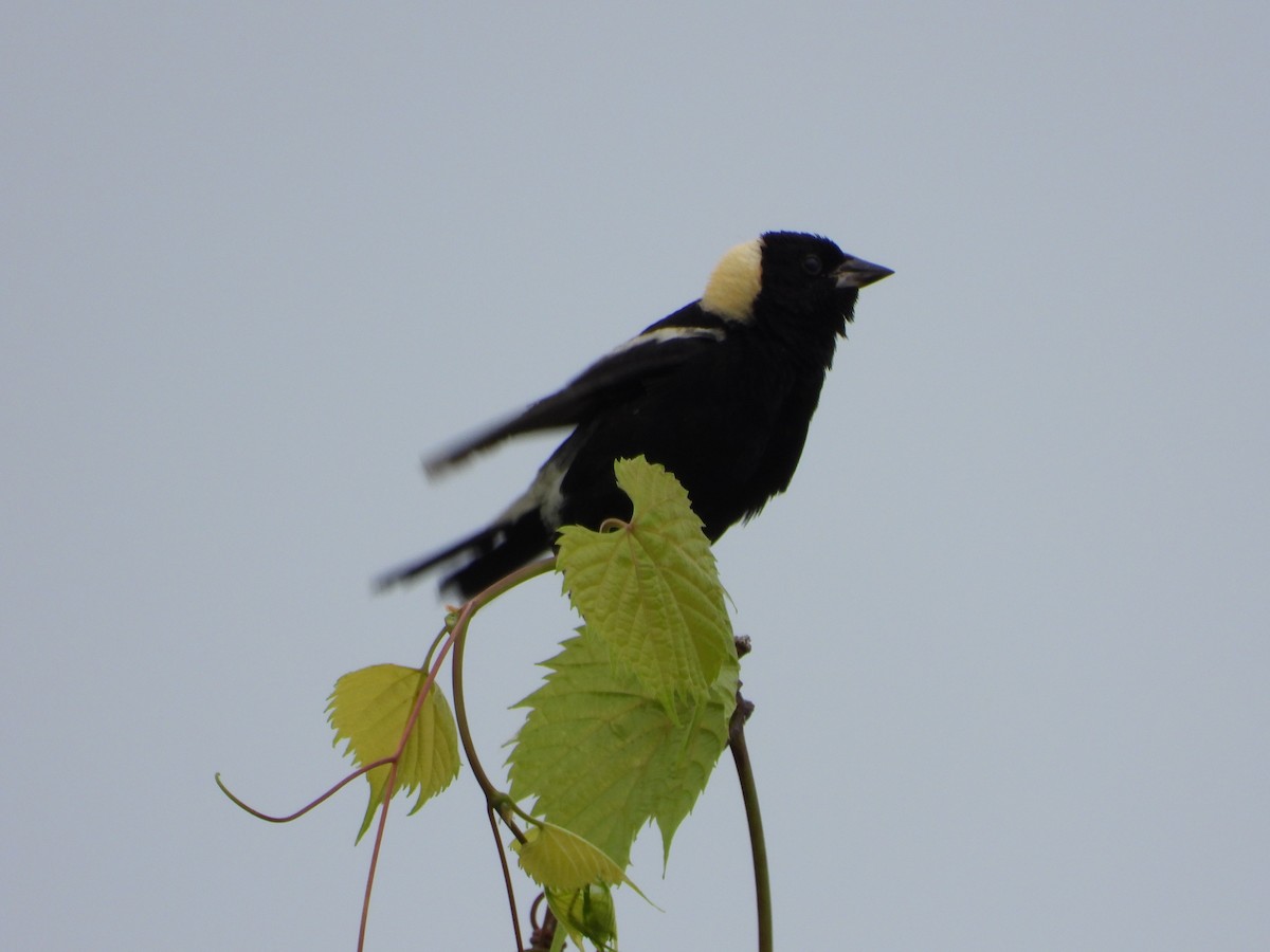 bobolink americký - ML620716082