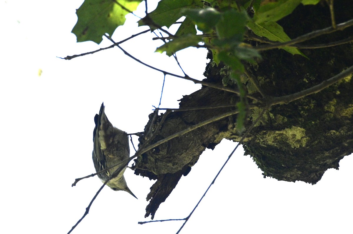 White-breasted Nuthatch - ML620716084