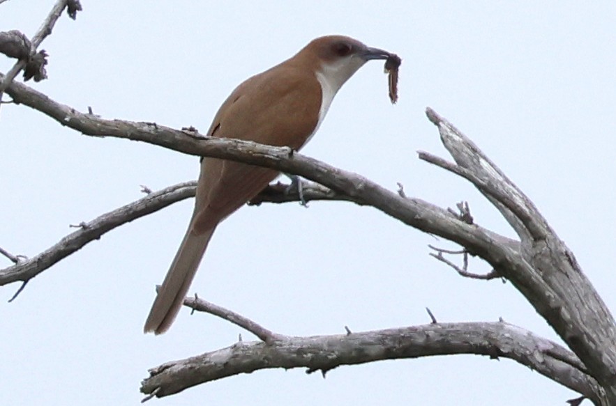 Black-billed Cuckoo - ML620716085