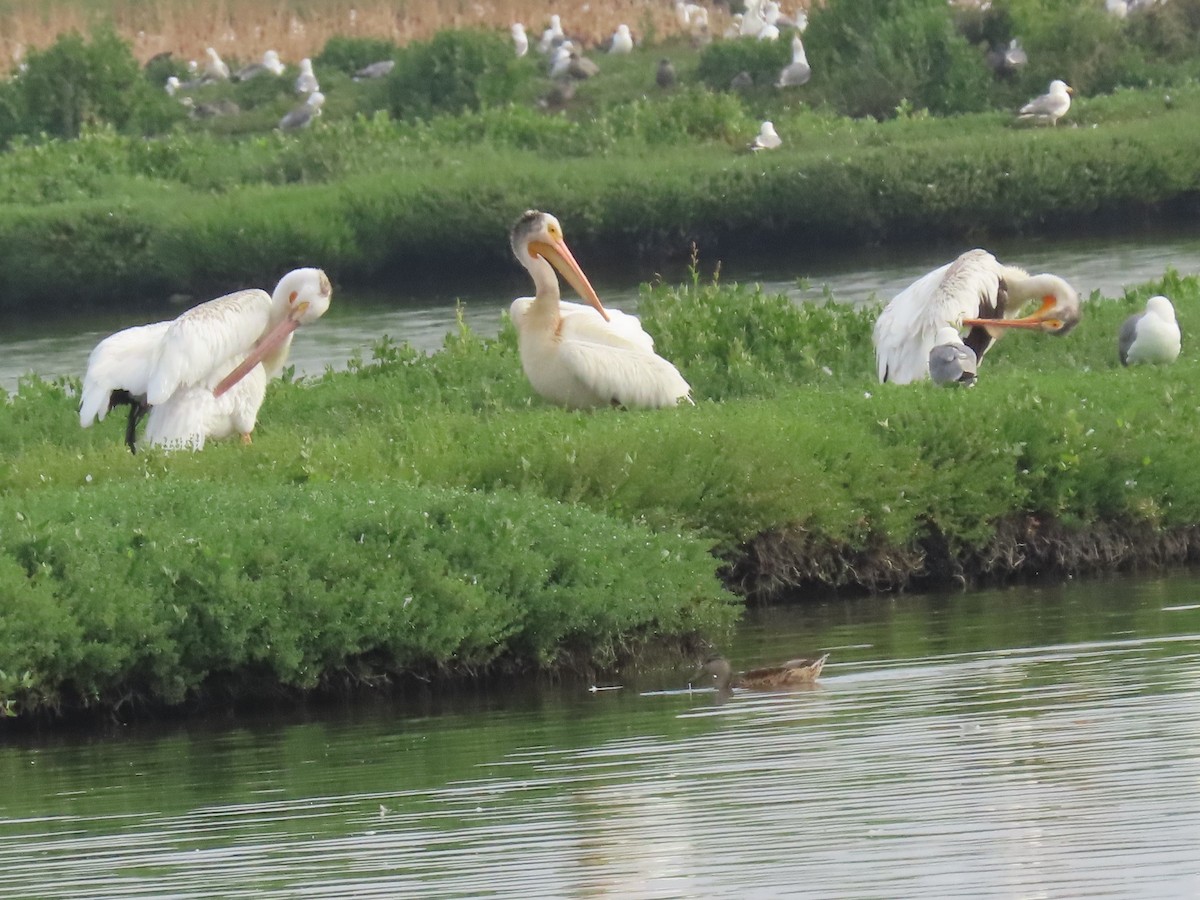 American White Pelican - ML620716088