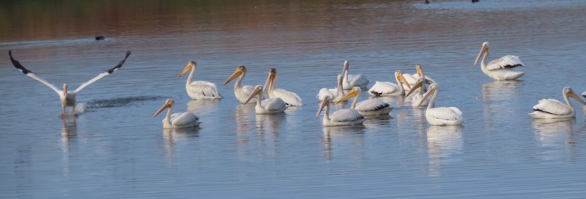 American White Pelican - ML620716089