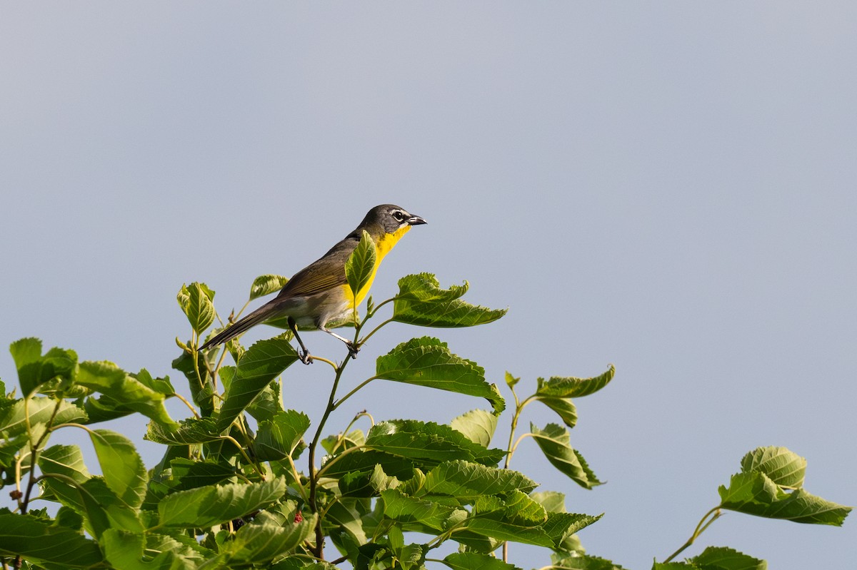 Yellow-breasted Chat - ML620716091