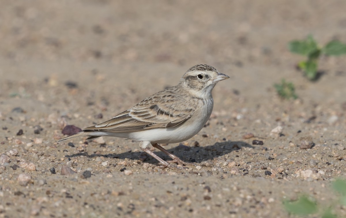 Greater Short-toed Lark - ML620716093