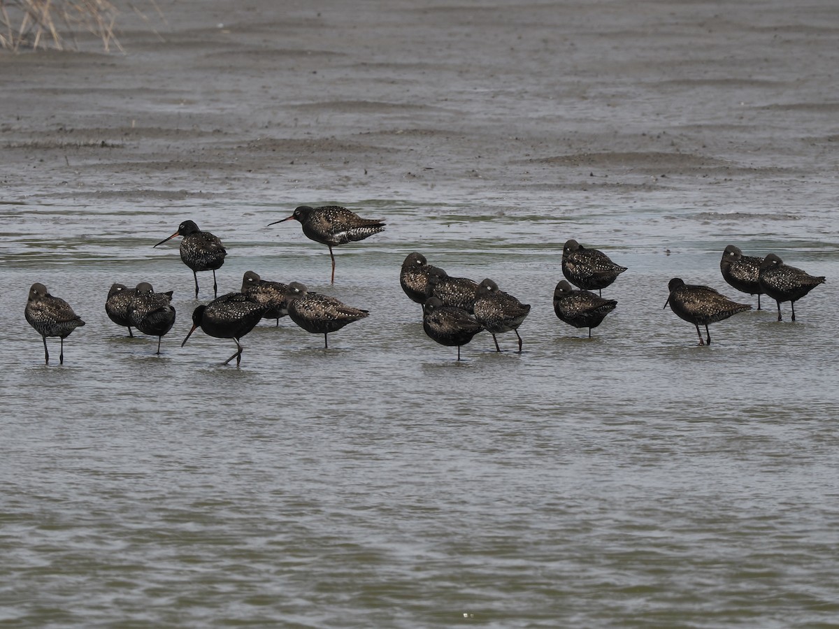 Spotted Redshank - ML620716094