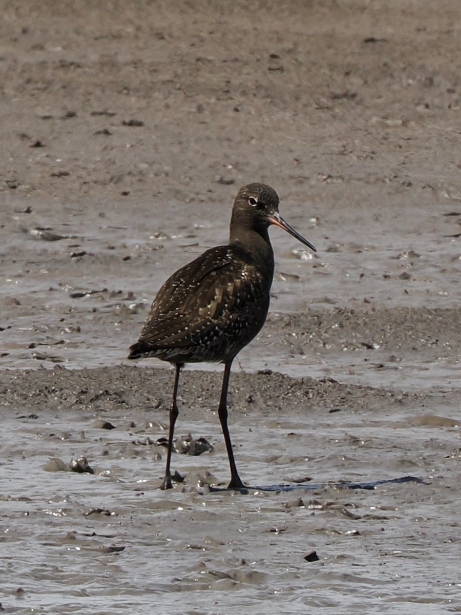 Spotted Redshank - ML620716095