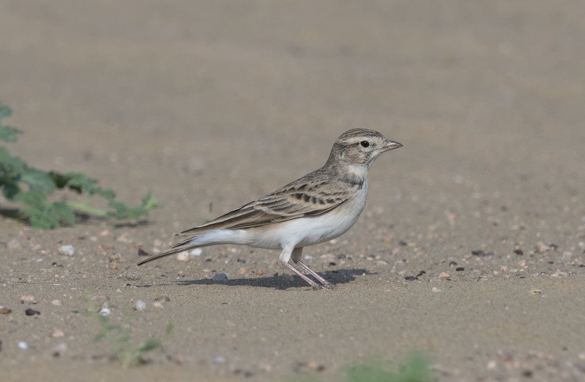 Greater Short-toed Lark - ML620716097