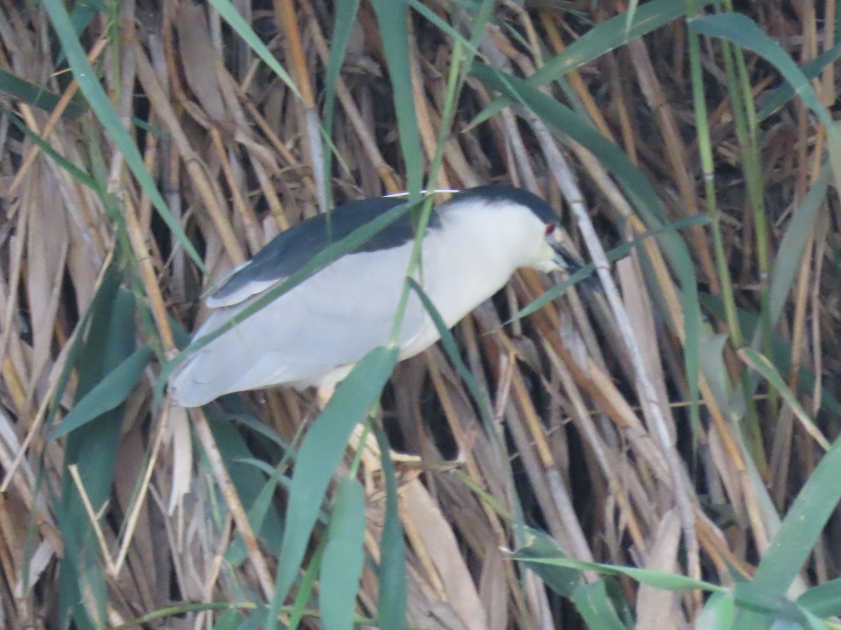 Black-crowned Night Heron - ML620716100