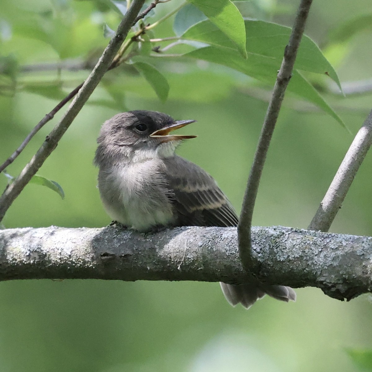 Eastern Phoebe - ML620716107