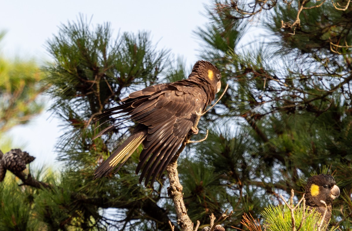 Yellow-tailed Black-Cockatoo - ML620716108