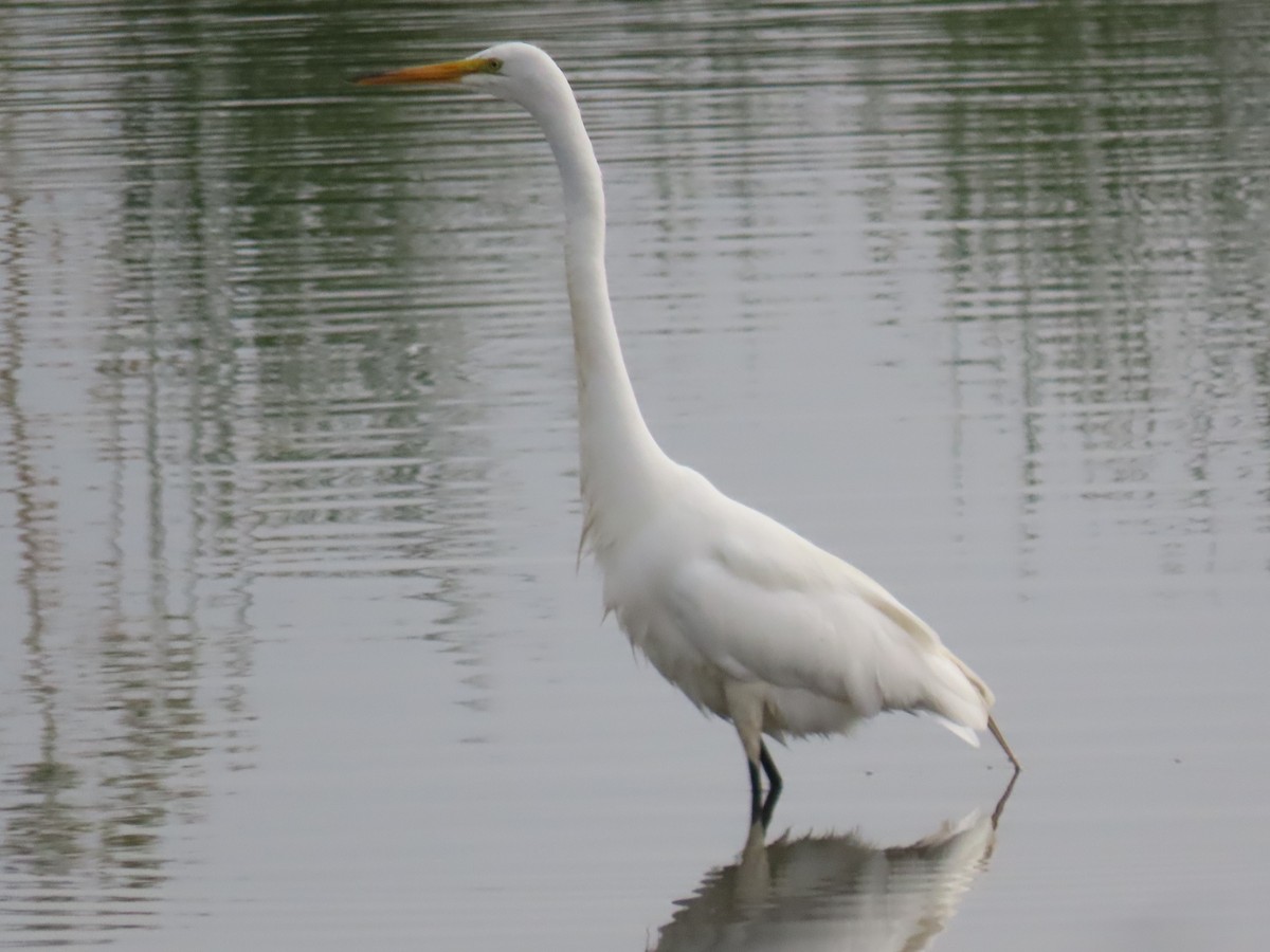 Great Egret - ML620716110