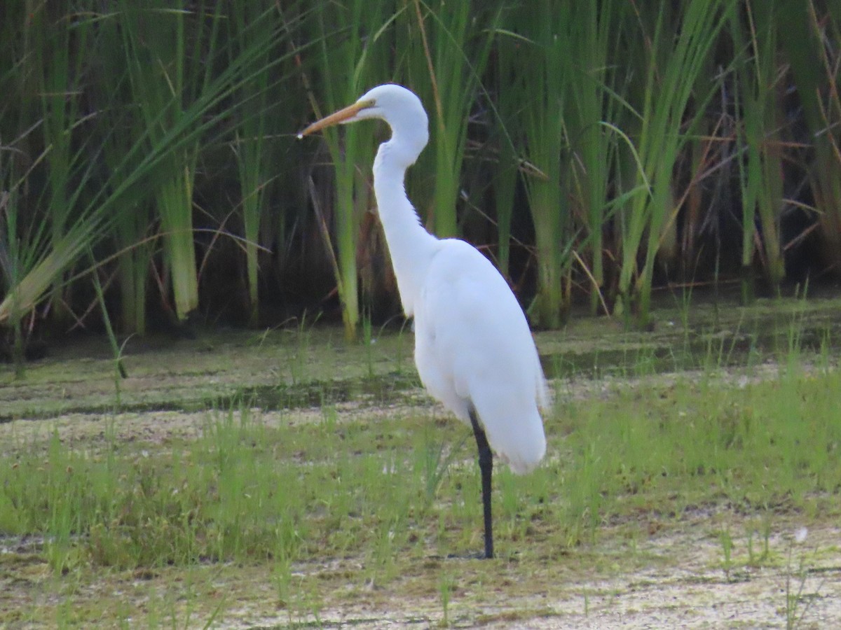 Great Egret - ML620716111