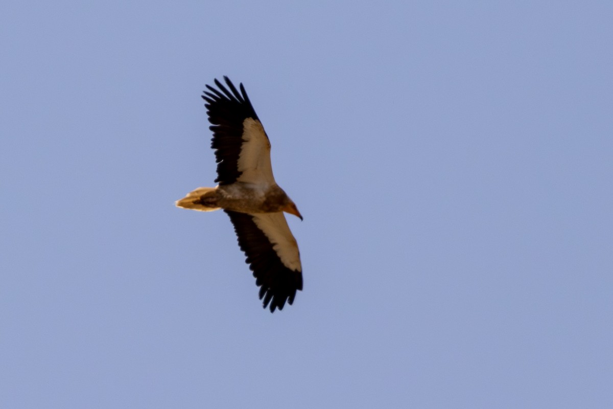 Egyptian Vulture - ML620716116