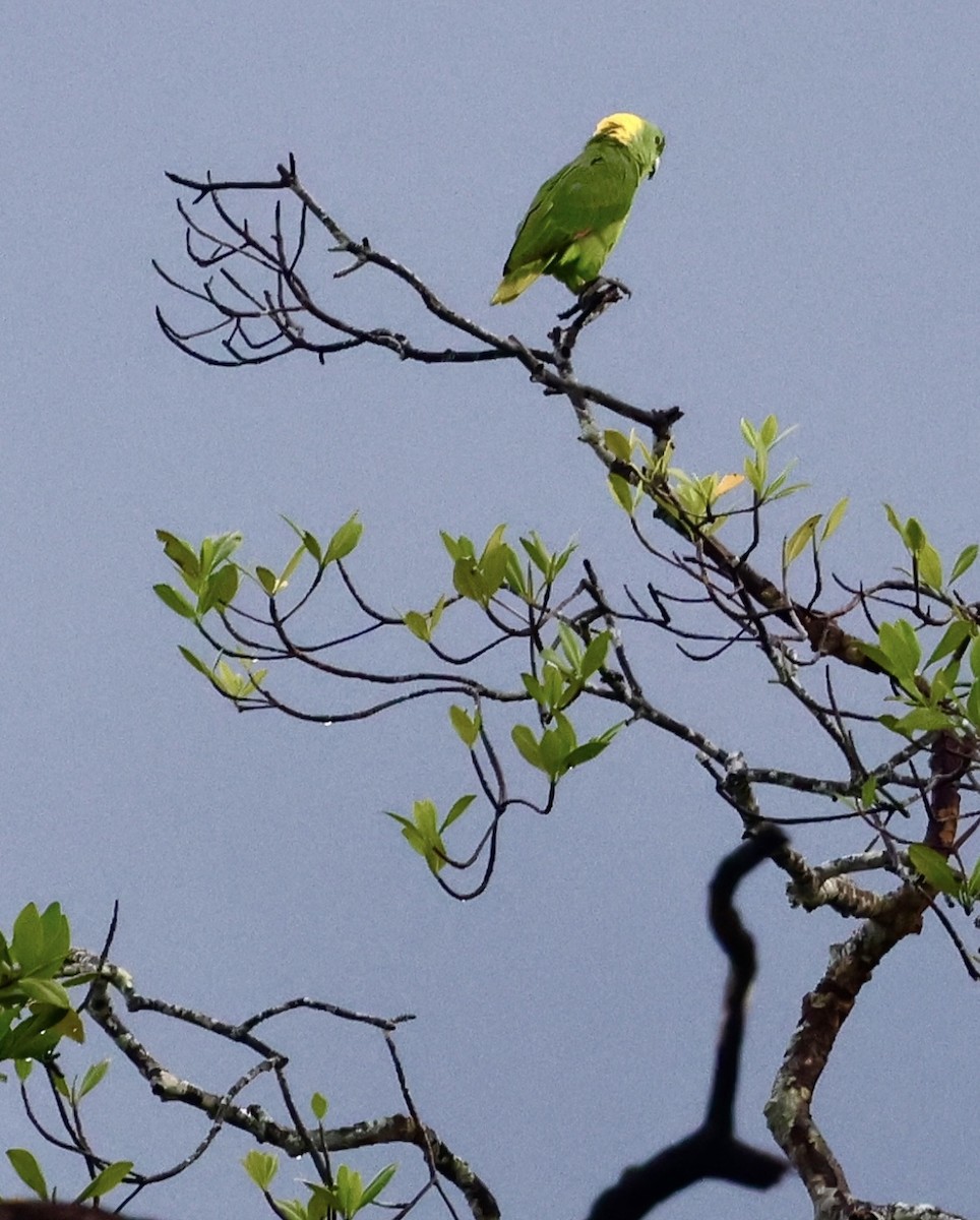 Yellow-naped Parrot - ML620716118