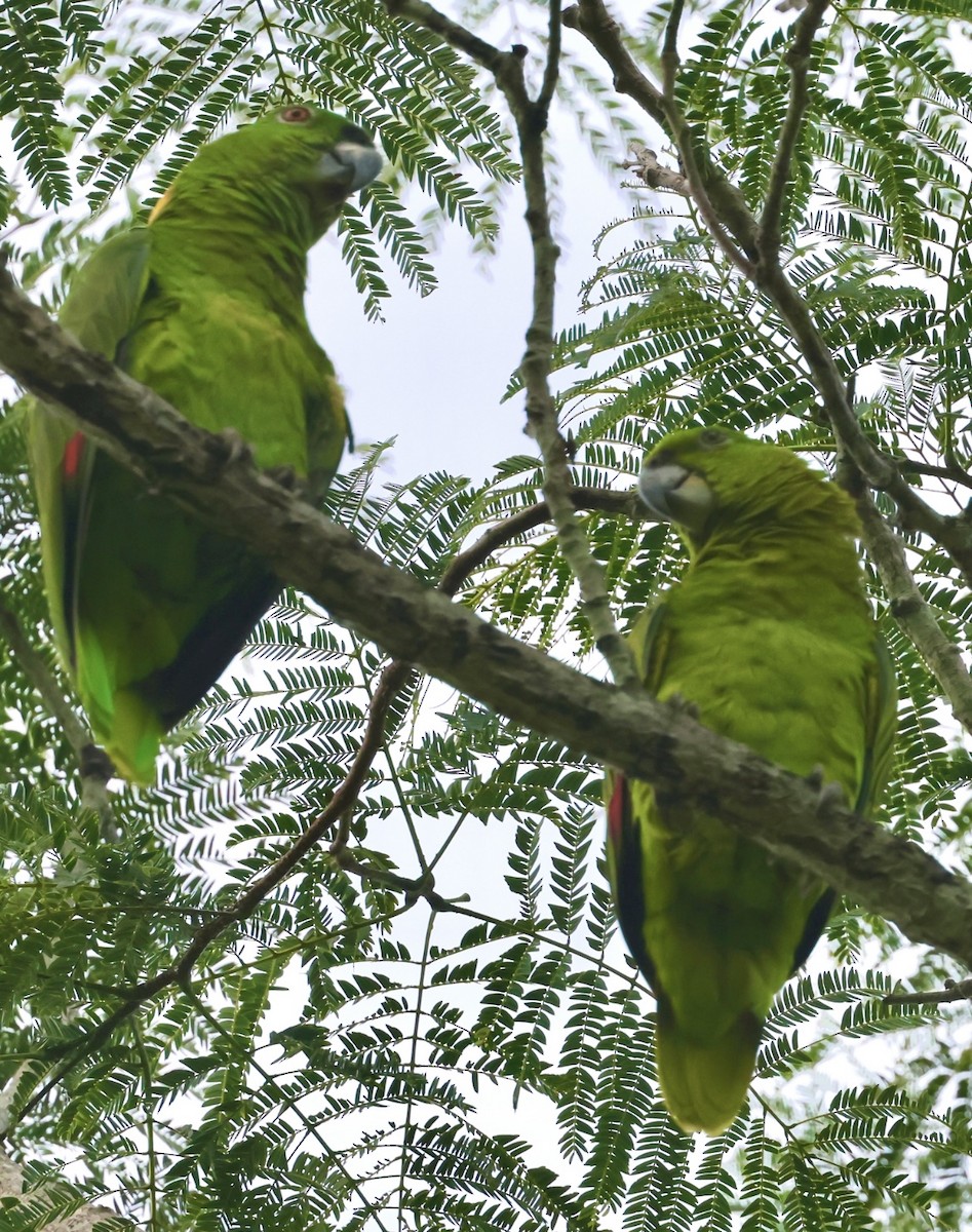 Yellow-naped Parrot - Debbie Crowley