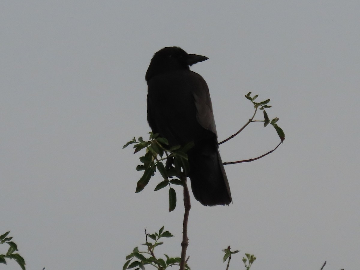 American Crow - ML620716123