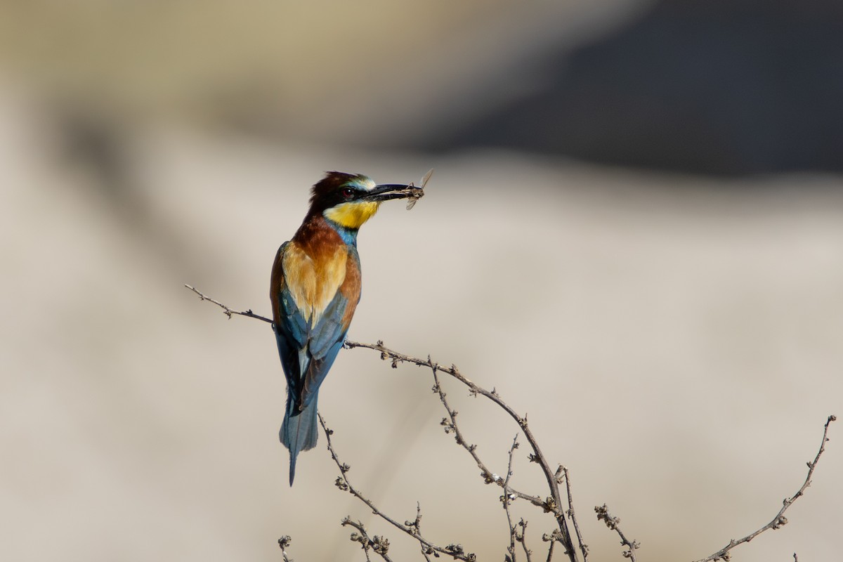 European Bee-eater - ML620716126