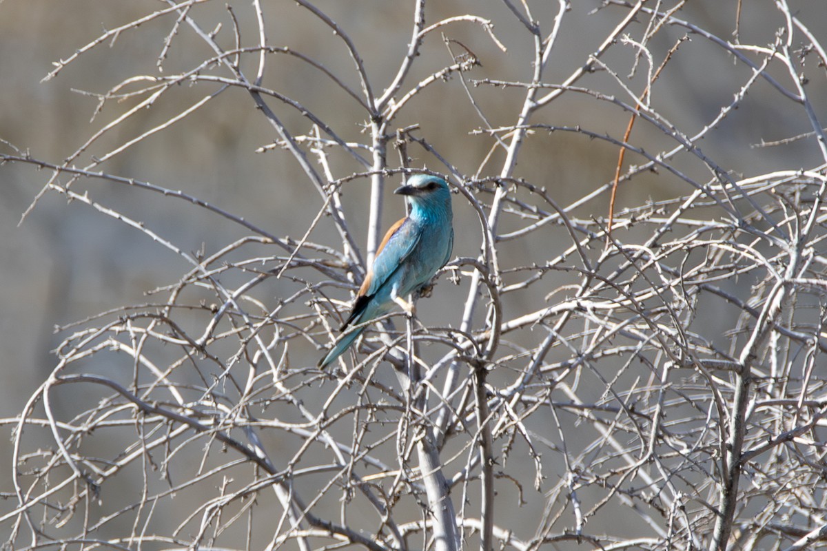 European Roller - ML620716127