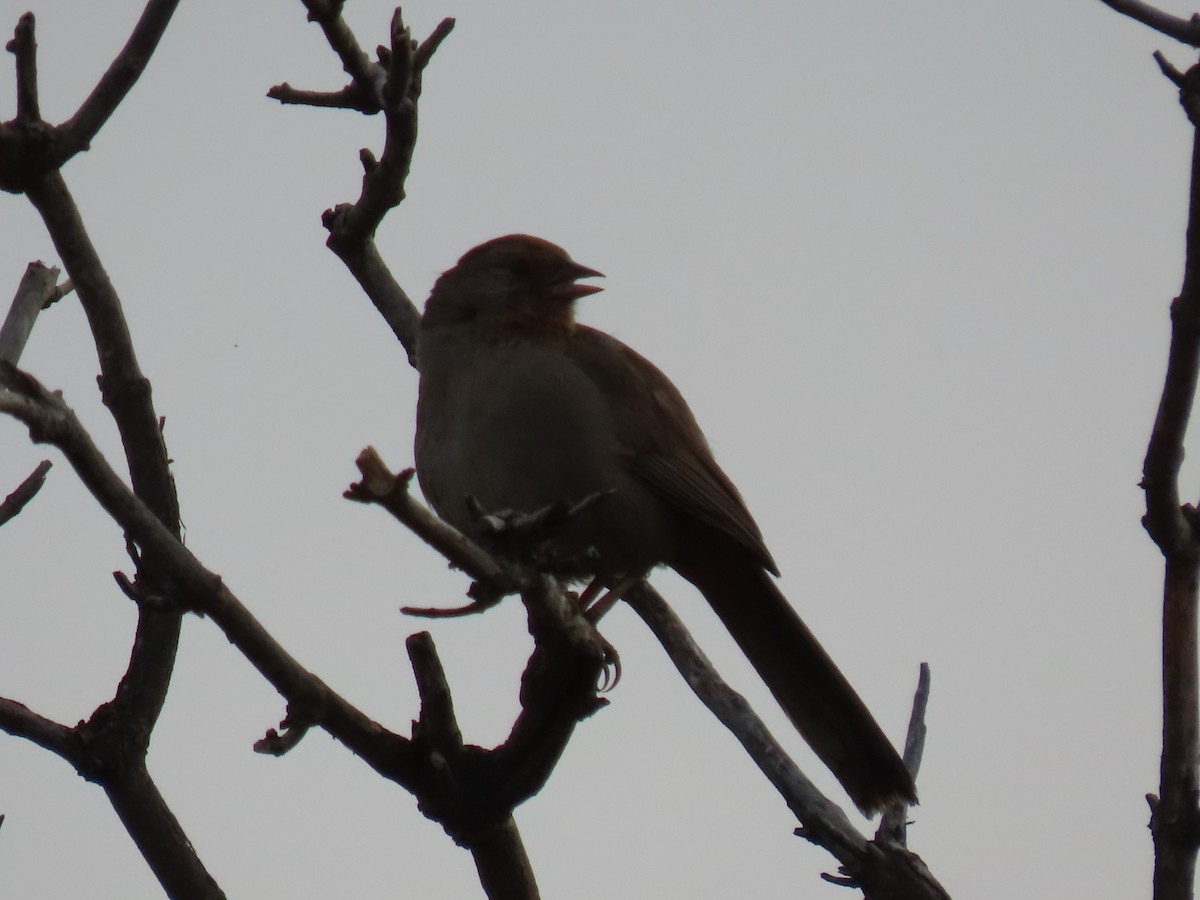 California Towhee - ML620716130