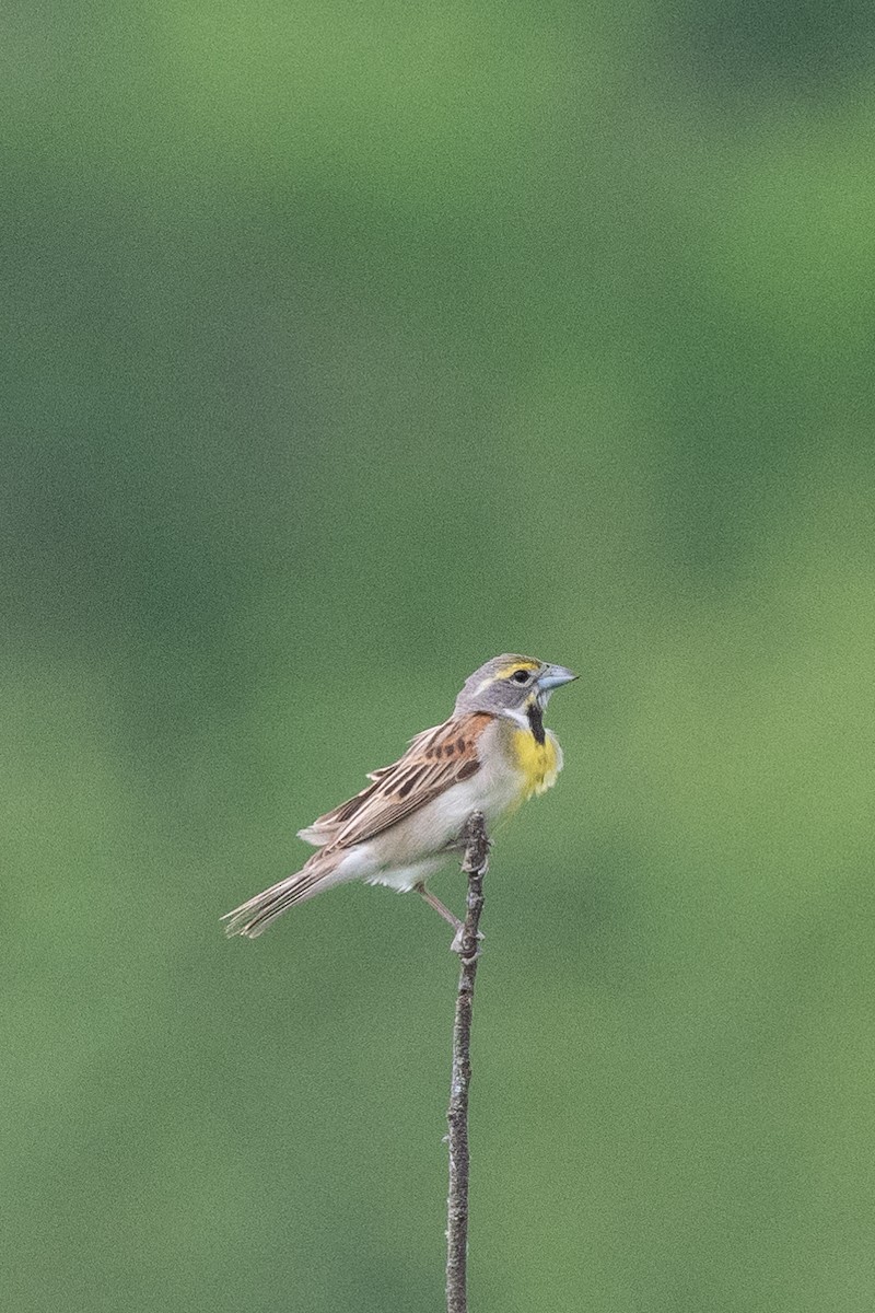 Dickcissel - ML620716131