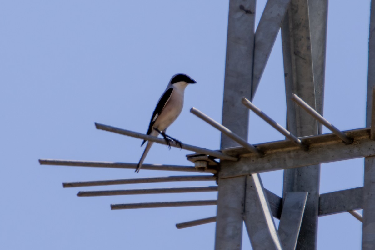 Lesser Gray Shrike - ML620716132